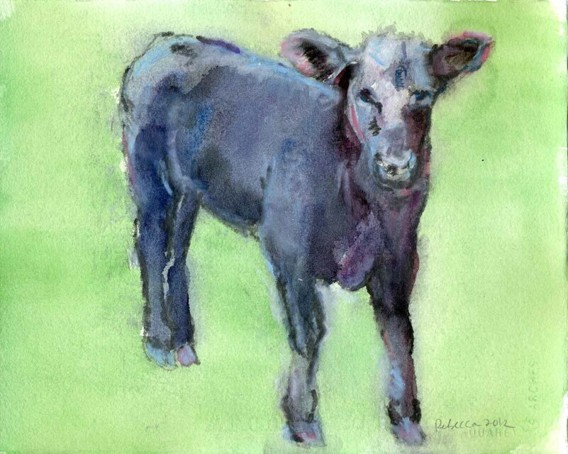 Black Angus by Rebecca Dufton, 11 x 8.5 inches, water colour on paper