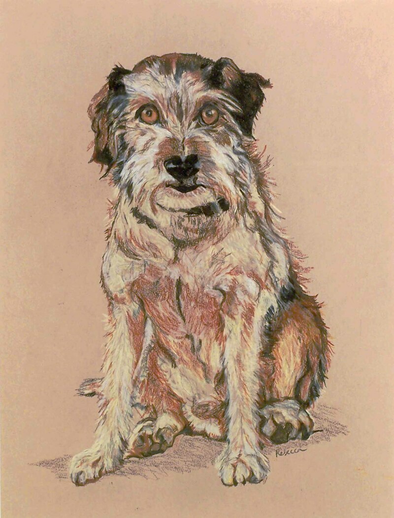 Harry by Rebecca Dufton, 16 x 20 inches, colour pencil on paper